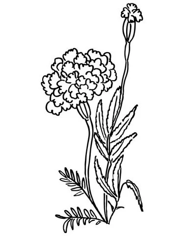 Calendulas Para Colorear