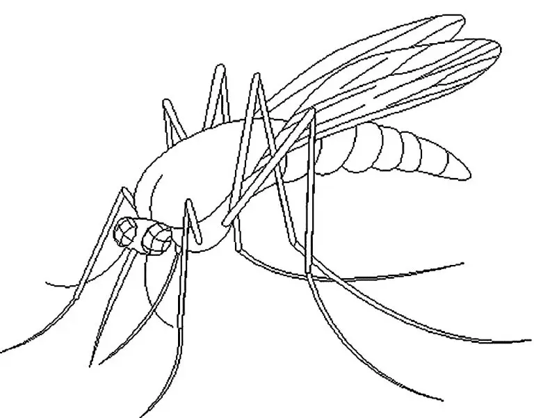 Desenhos de Mosquito Para Colorir 17