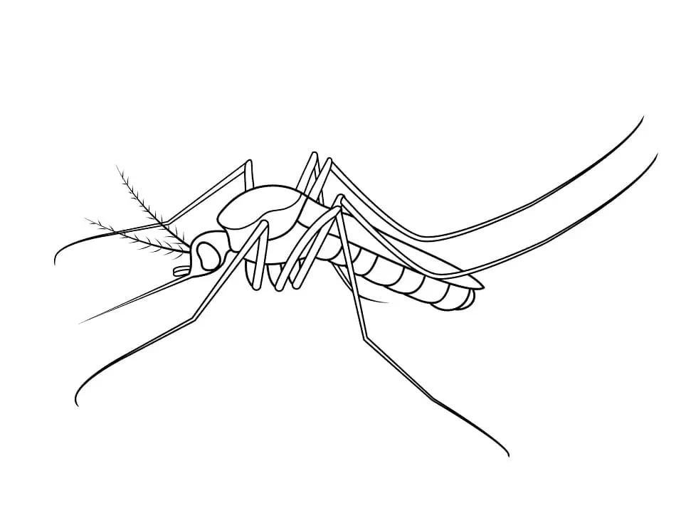 Desenhos de Mosquito Para Colorir 19