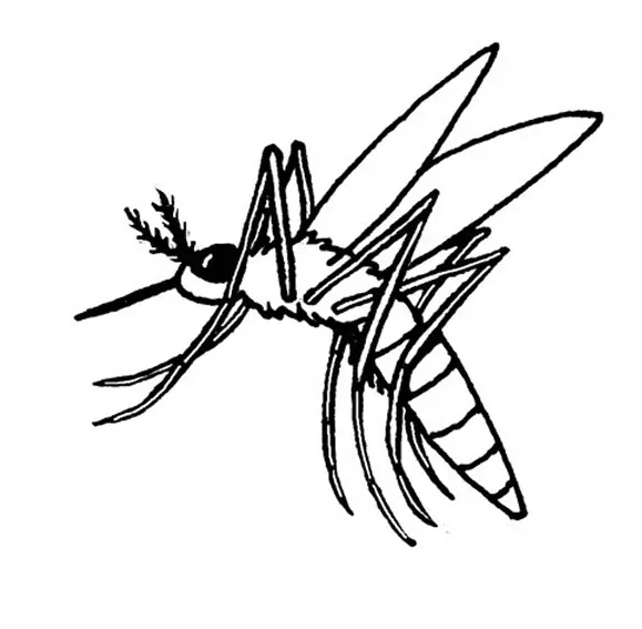 Desenhos de Mosquito Para Colorir 21