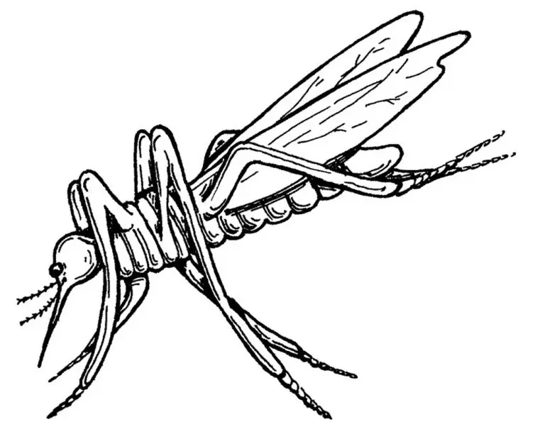 Desenhos de Mosquito Para Colorir 22