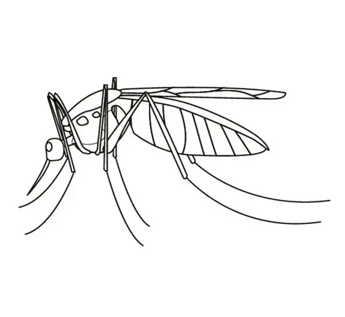 Desenhos de Mosquito Para Colorir 6
