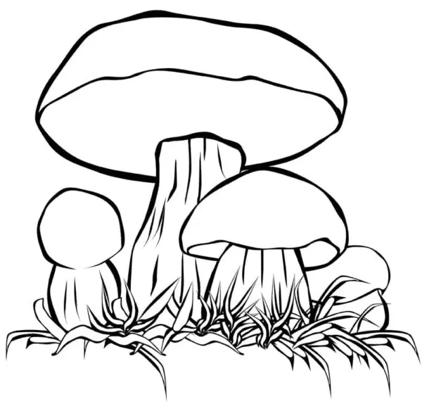 Mushroom Coloring Pages 70