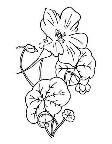 Nasturtium Coloring Pages 3