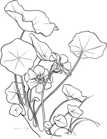 Nasturtium Coloring Pages 4