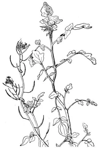 Nasturtium Coloring Pages 5