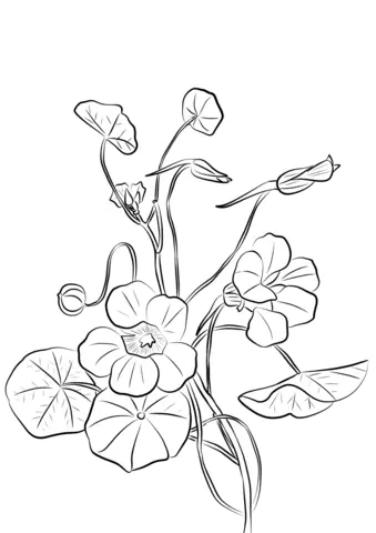 Capuchina Para Colorear