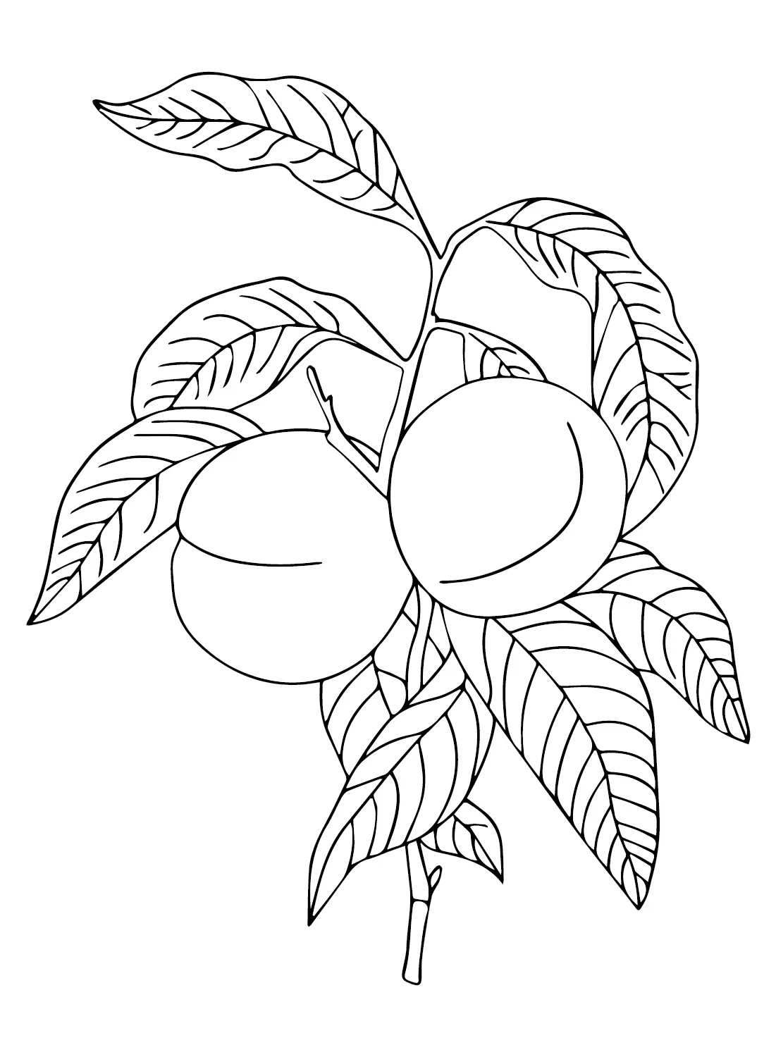Nectarine Coloring Pages 14