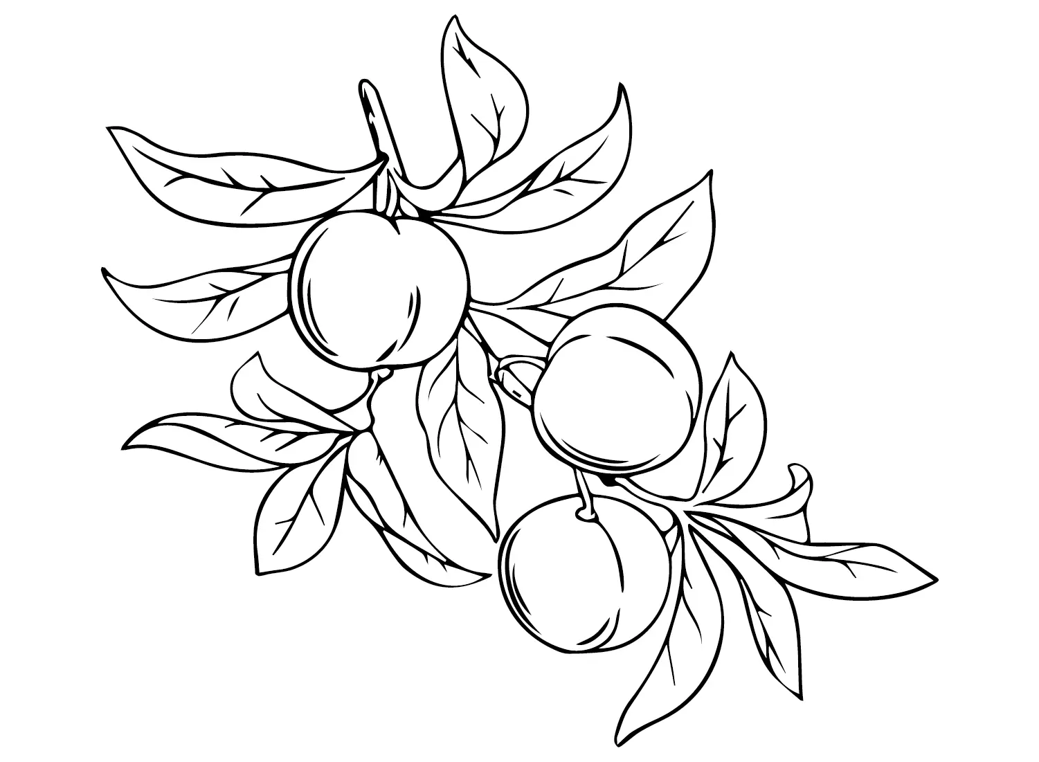 Nectarine Coloring Pages 6