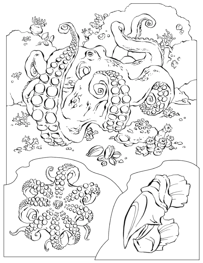 Octopus Coloring Pages 22