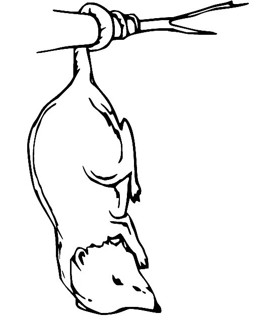 Desenhos de Gamba Para Colorir 35
