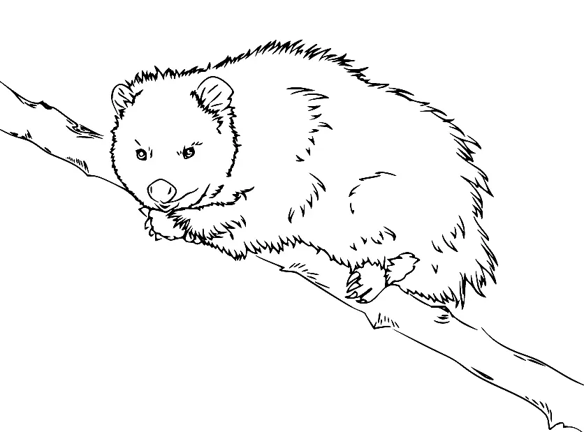 Desenhos de Gamba Para Colorir 37