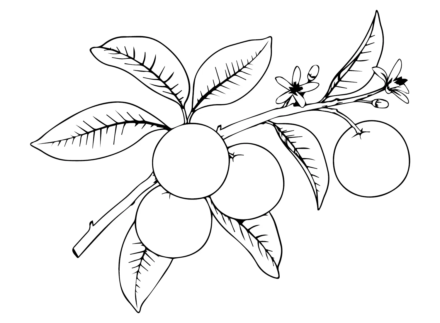 Oranges Coloring Pages 12