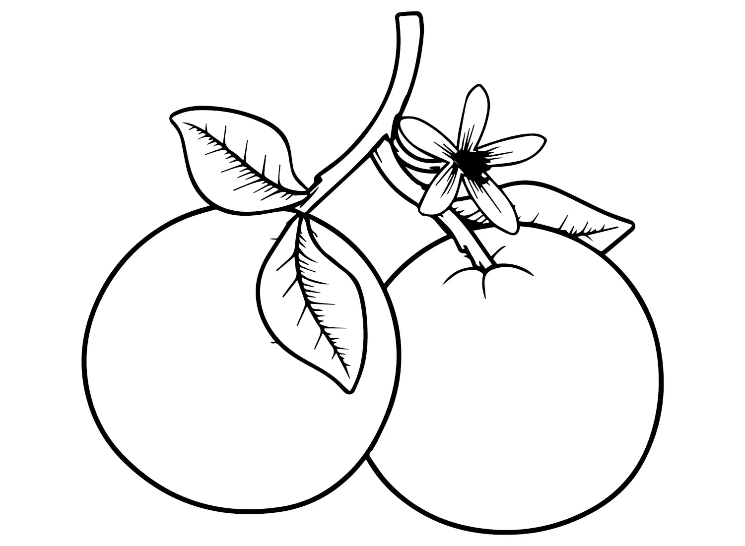 Oranges Coloring Pages 13