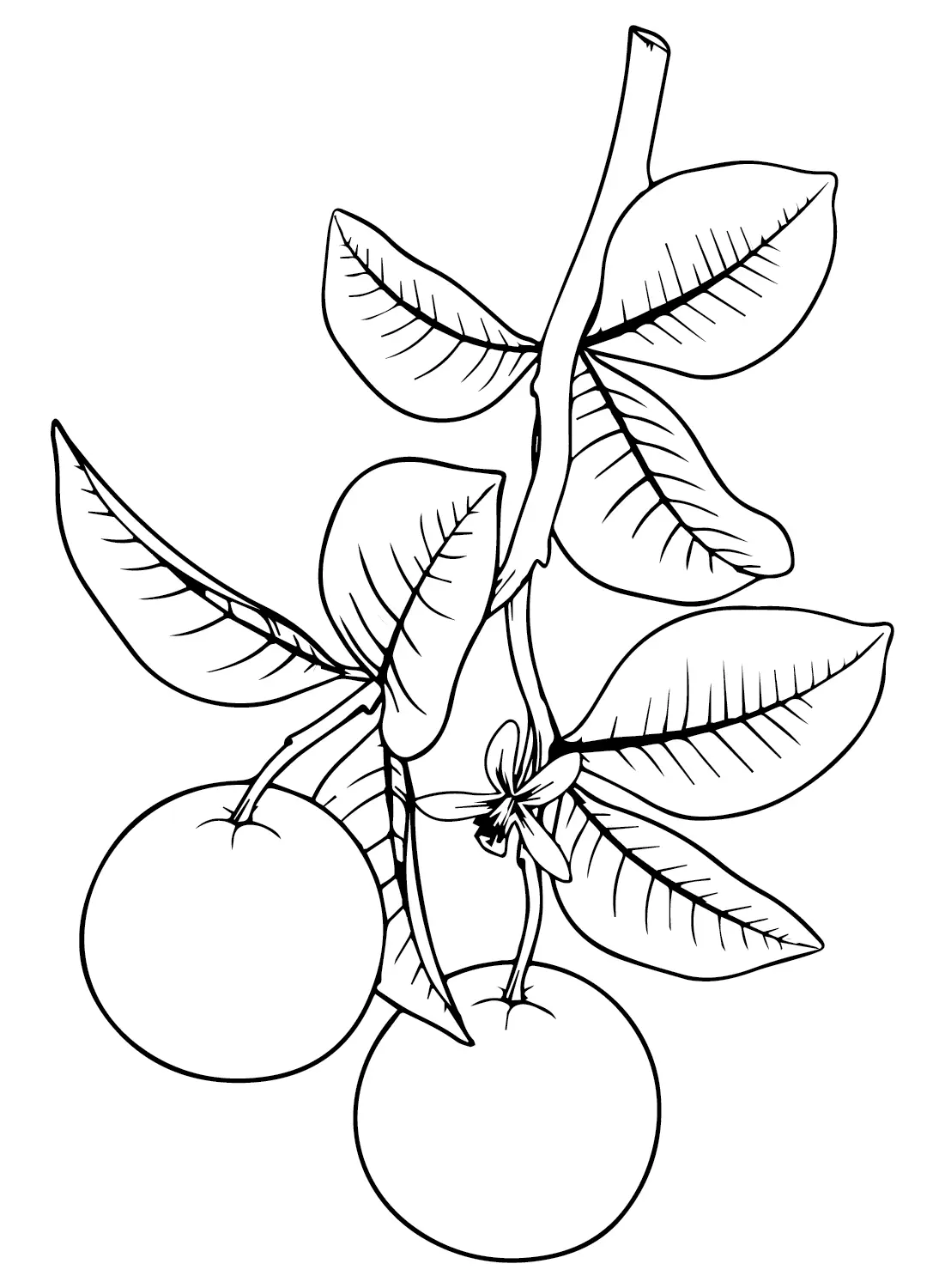 Oranges Coloring Pages 14