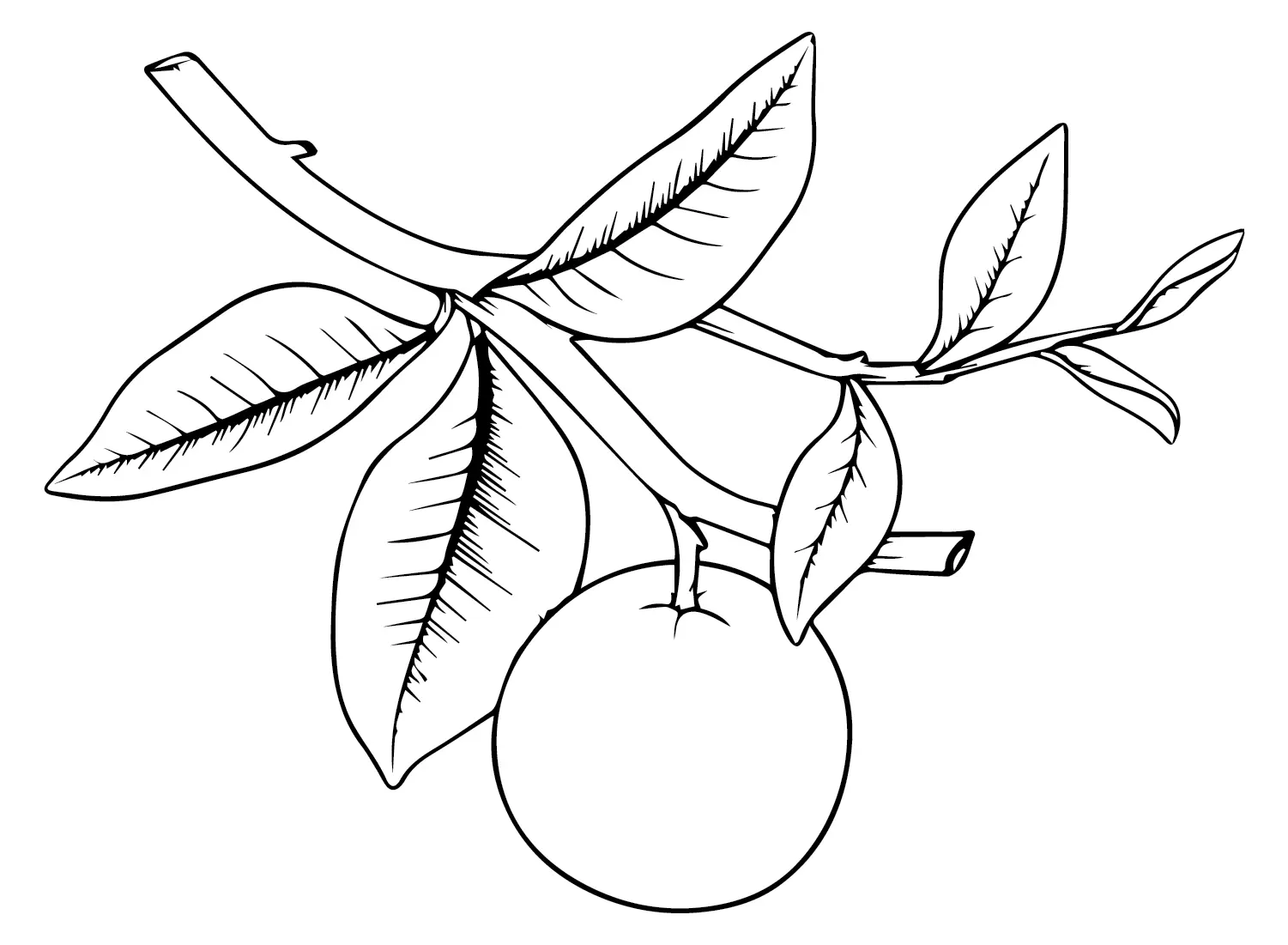 Oranges Coloring Pages 24