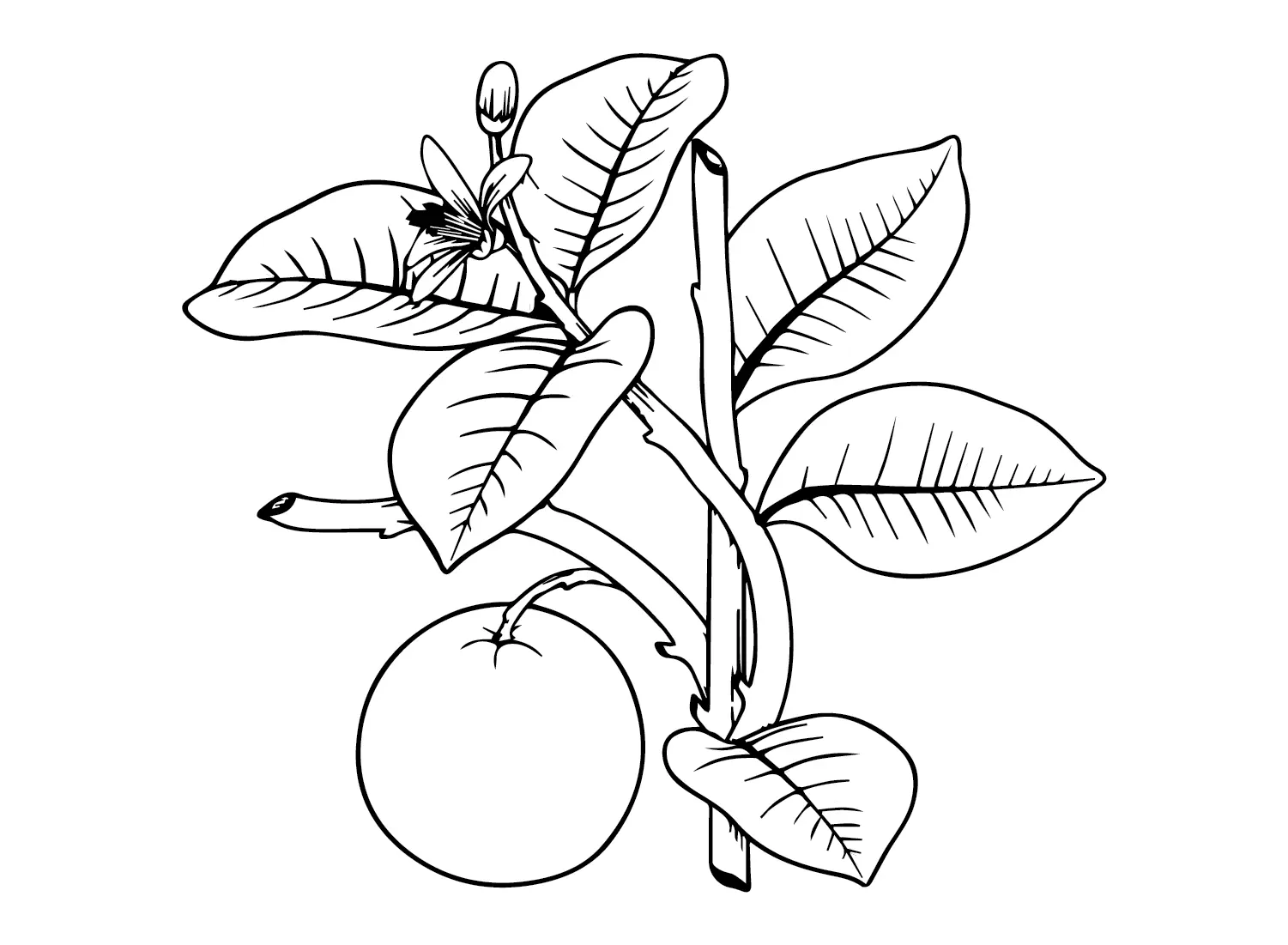 Naranjas Para Colorear