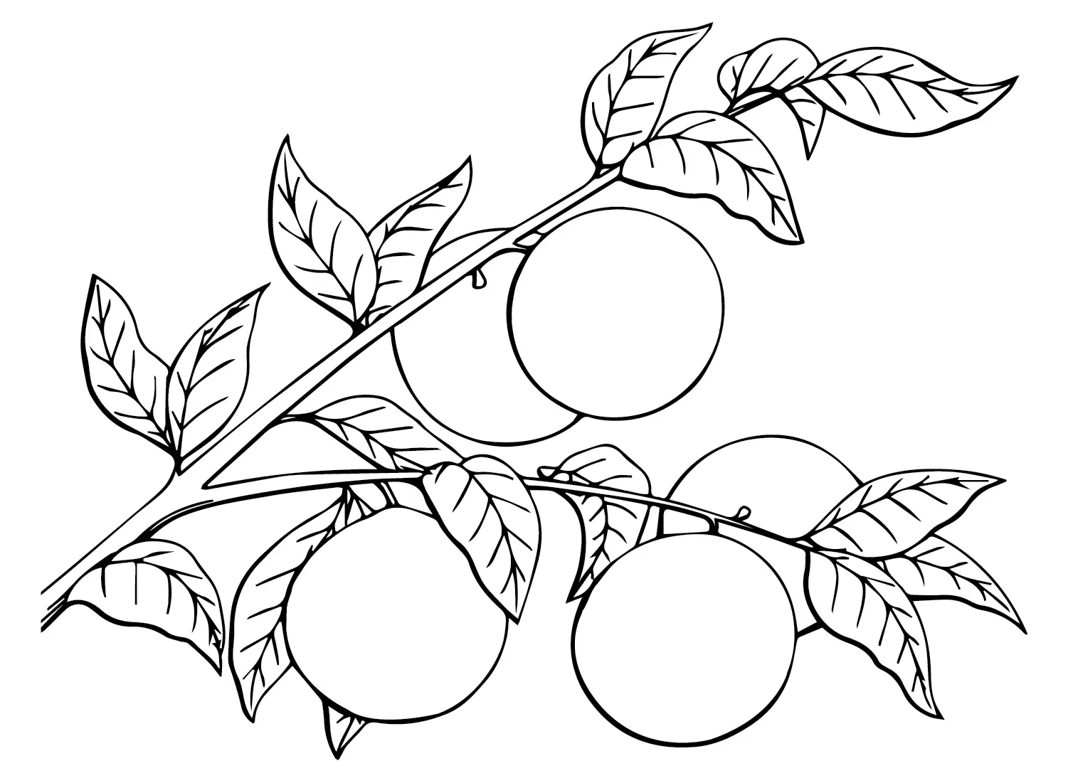 Oranges Coloring Pages 4
