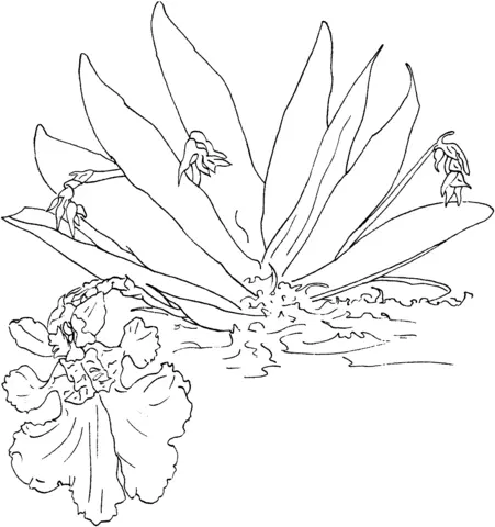 Desenhos de Orquideas Para Colorir 23