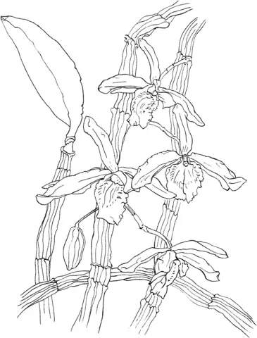 Desenhos de Orquideas Para Colorir 33