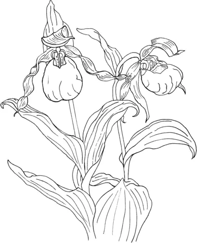 Desenhos de Orquideas Para Colorir 43