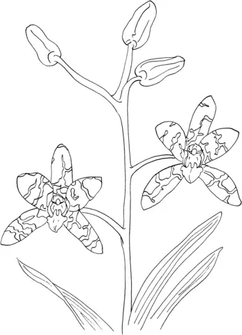 Desenhos de Orquideas Para Colorir 53