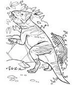 Ornithischian Dinosaurs Coloring Pages 13