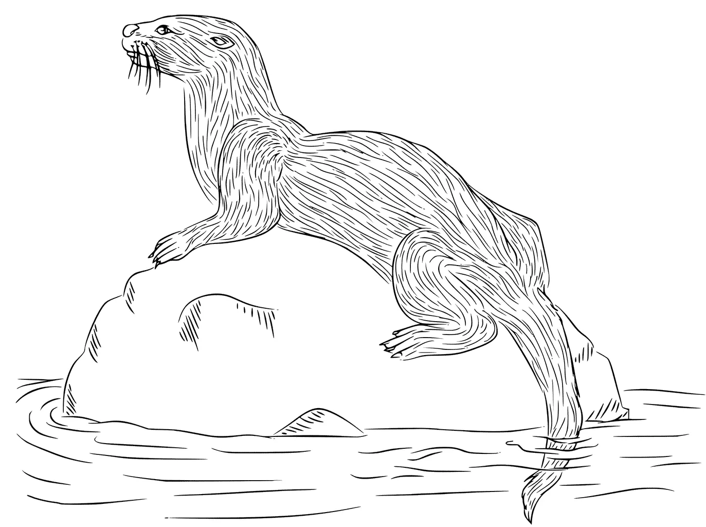Otter Coloring Pages 116