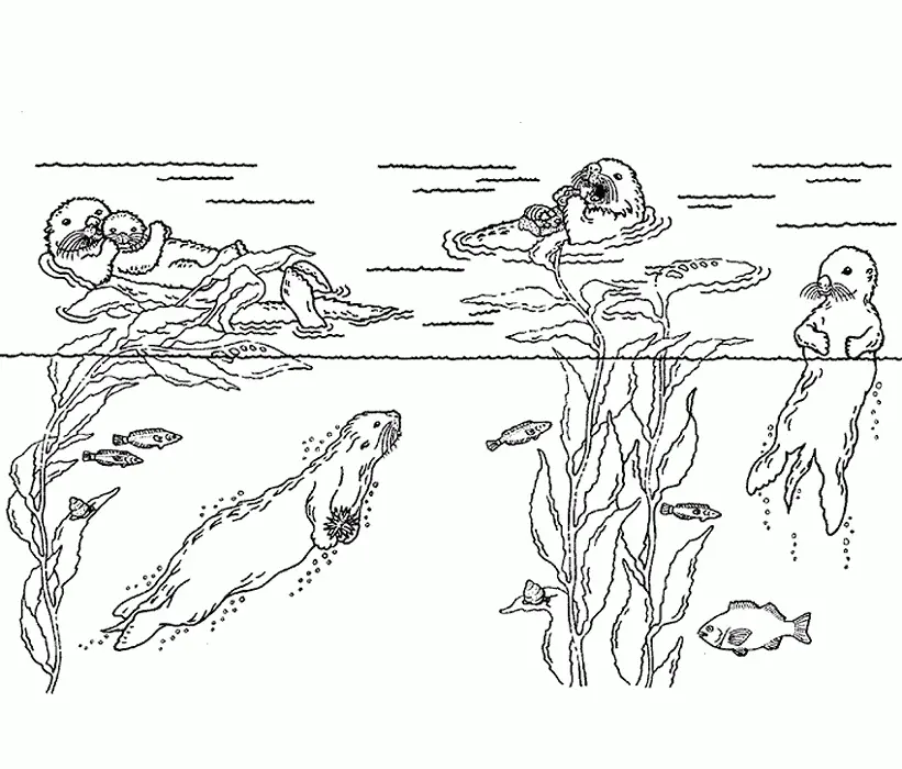 Otter Coloring Pages 132
