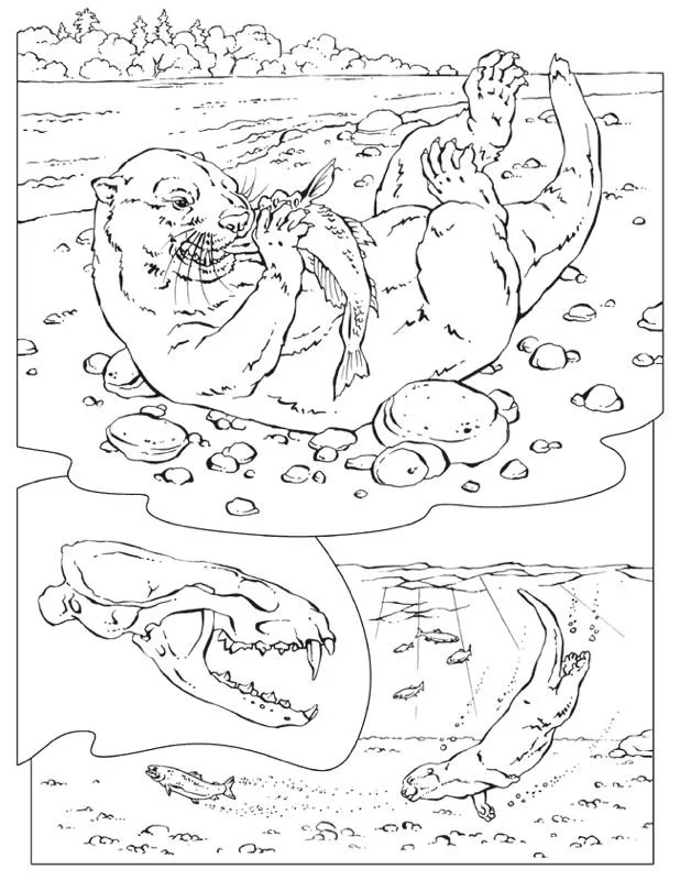 Otter Coloring Pages 149