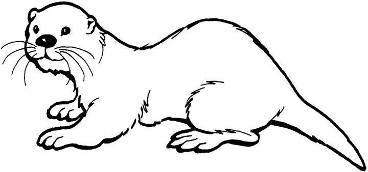 Otter Coloring Pages 50