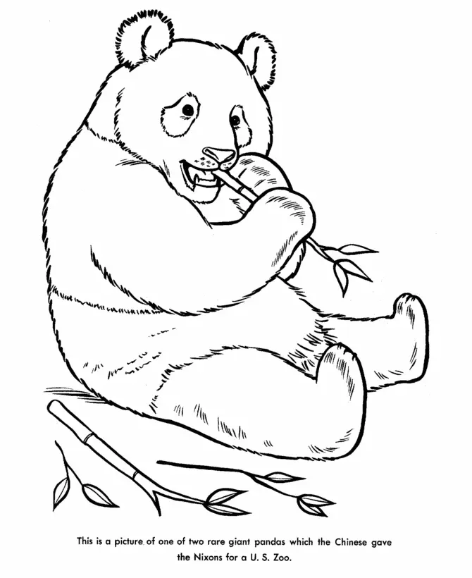 Panda Coloring Pages 13