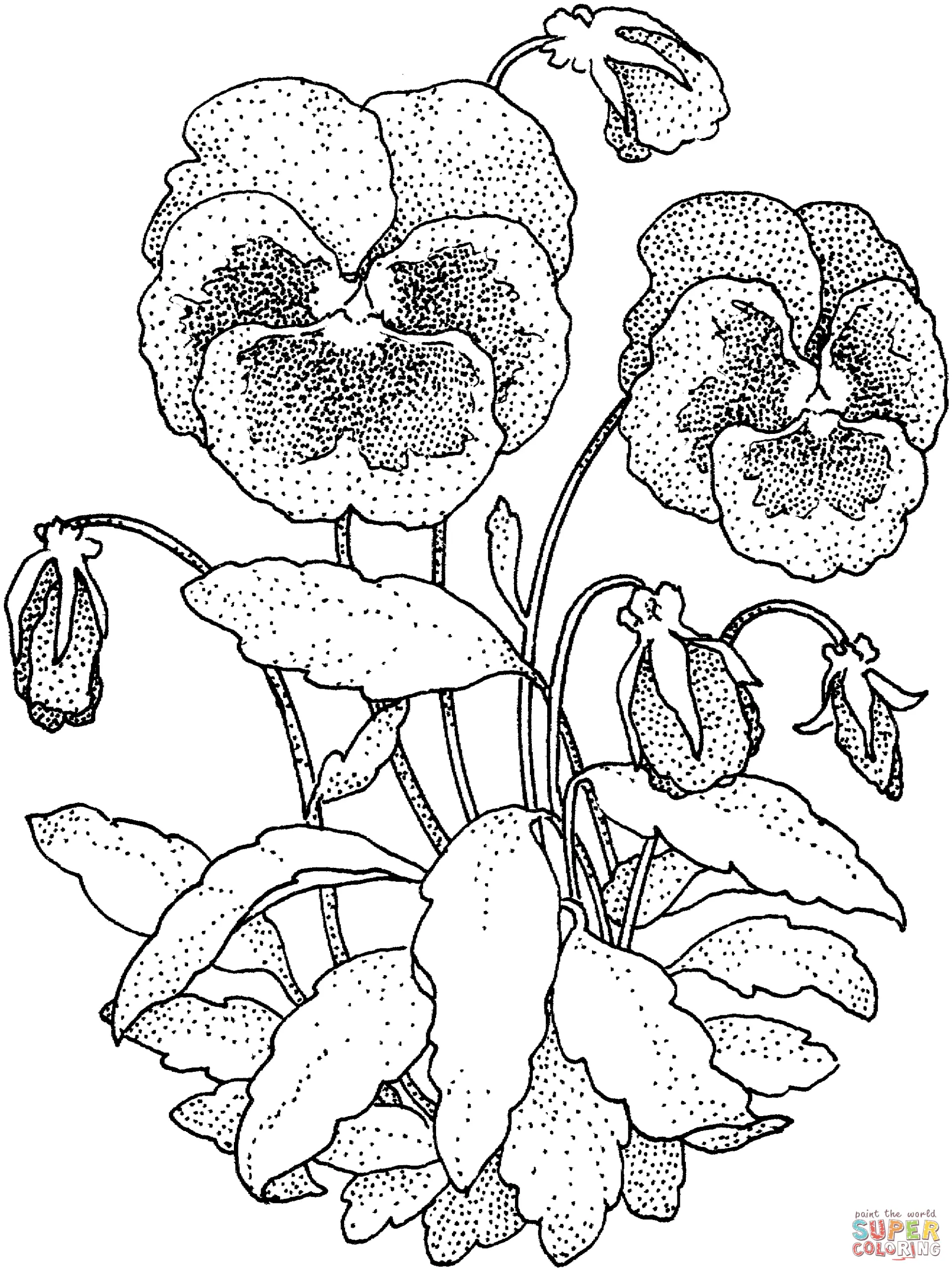 Ausmalbilder Stiefmütterchen 1