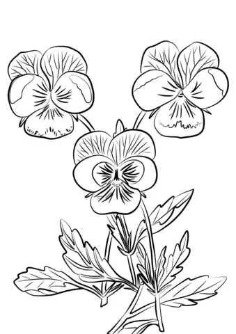 Ausmalbilder Stiefmütterchen 3