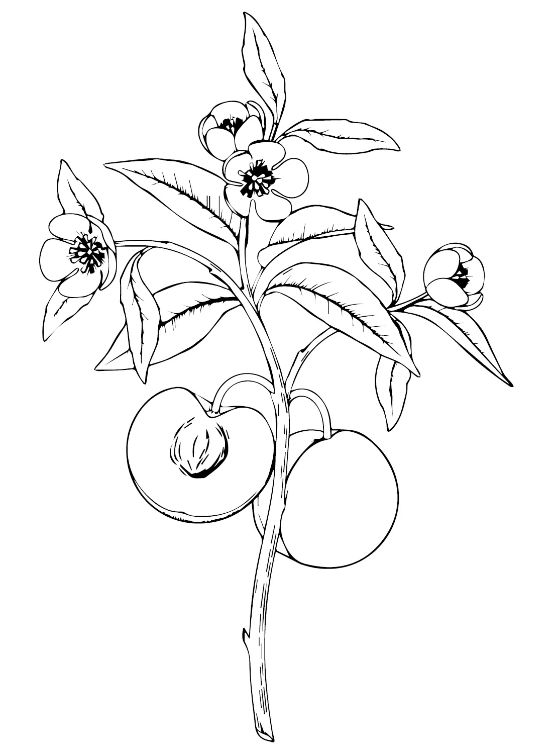 Peaches Coloring Pages 25