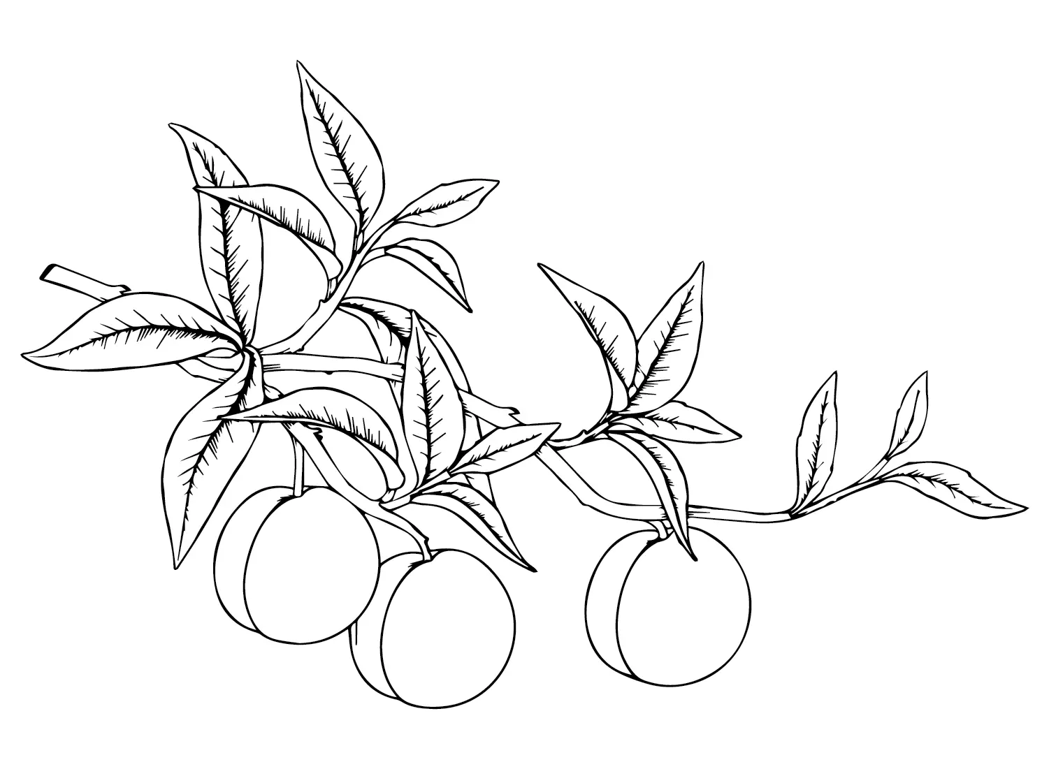 Peaches Coloring Pages 27