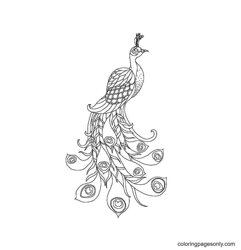 Peacock Coloring Pages 49