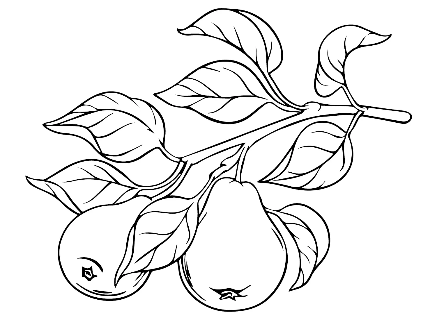 Desenhos de Peras Para Colorir 13