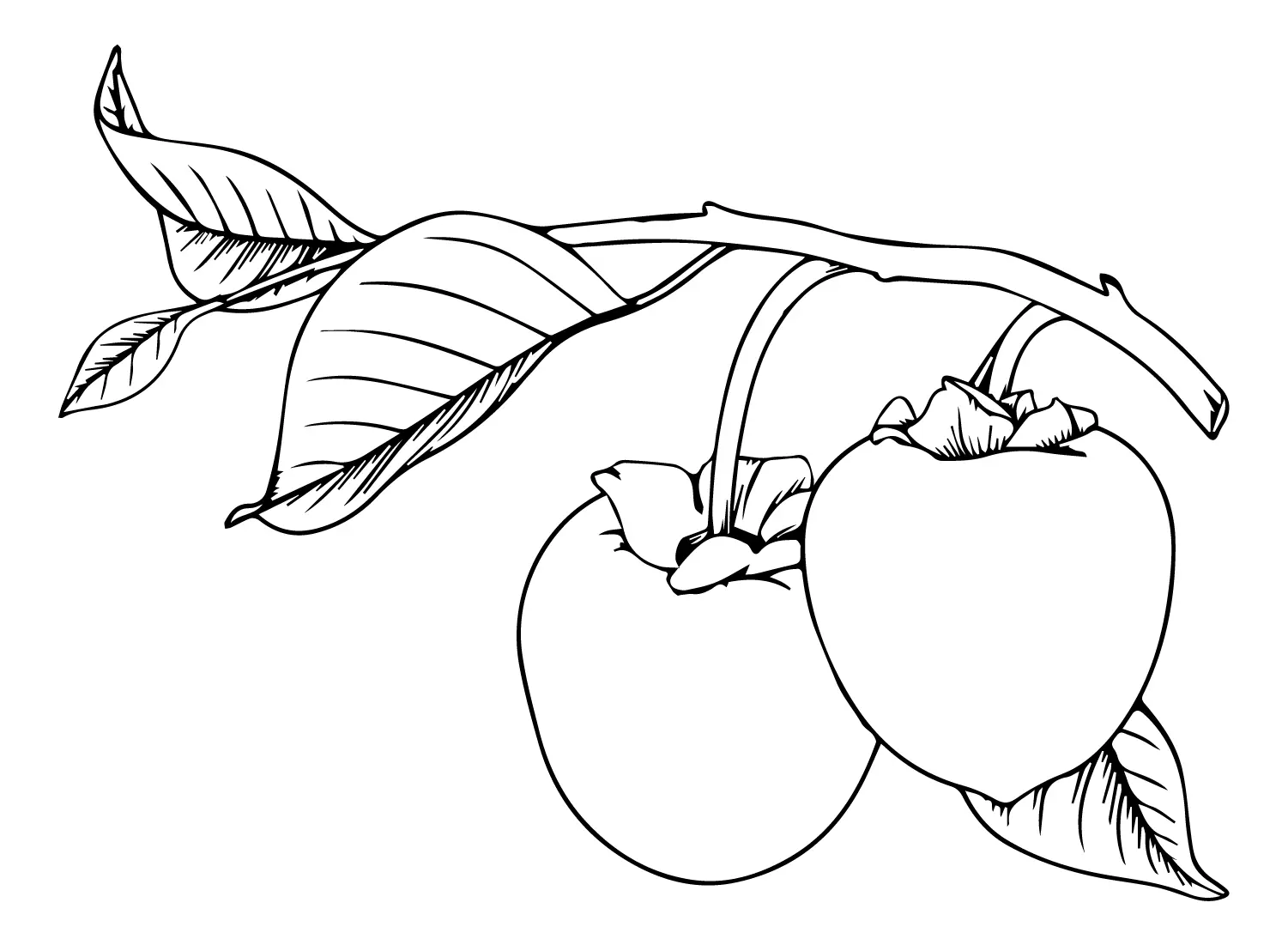 Desenhos de Peras Para Colorir 27