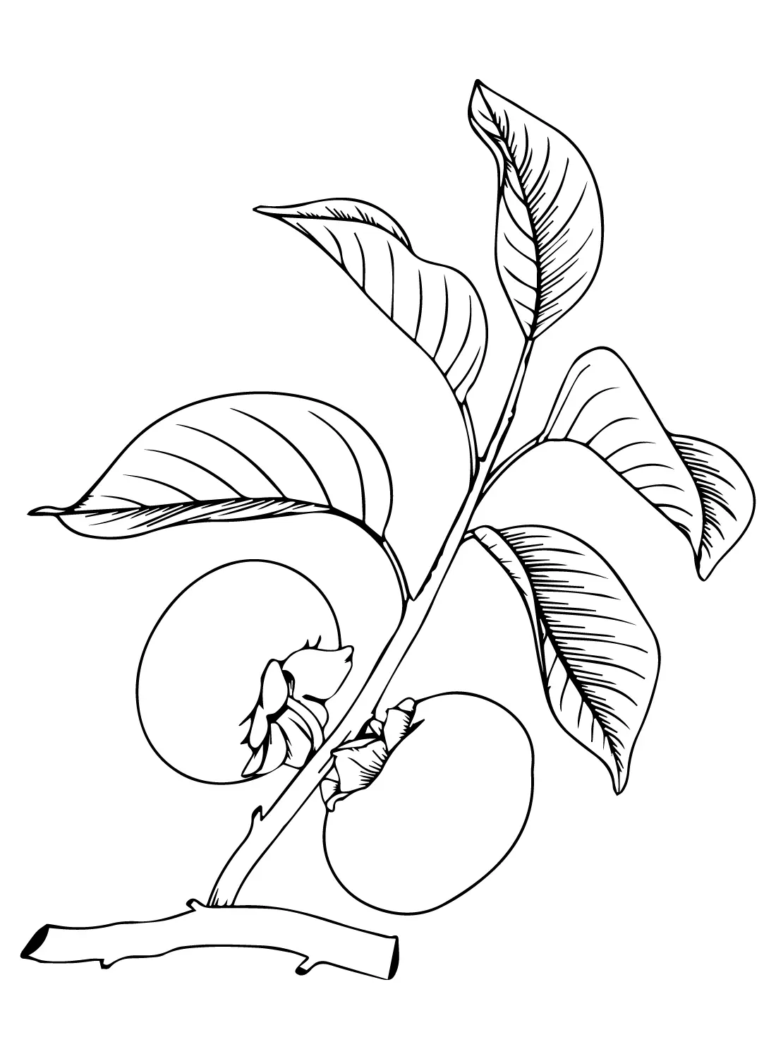 Persimmon Coloring Pages 10