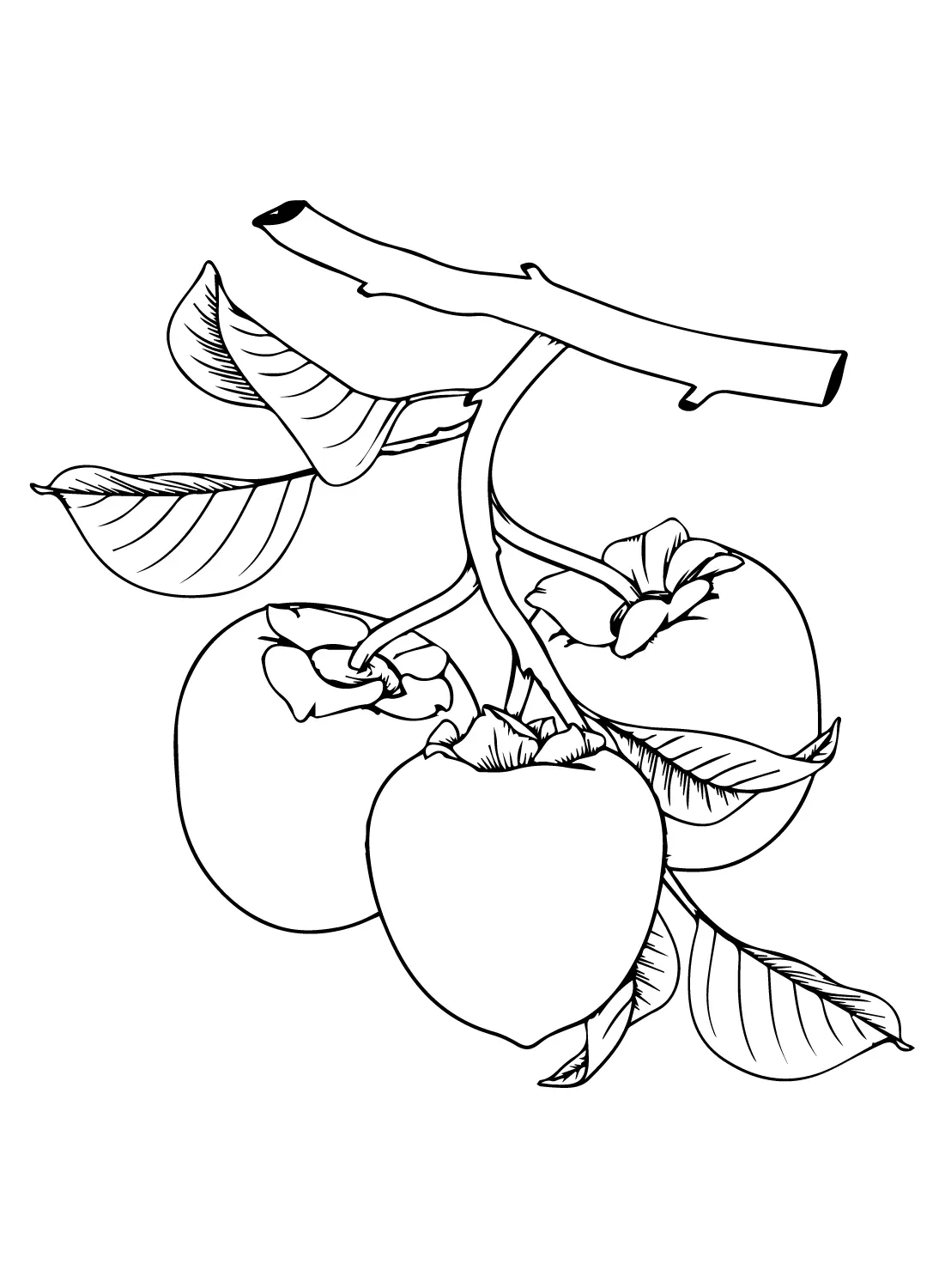 Persimmon Coloring Pages 13