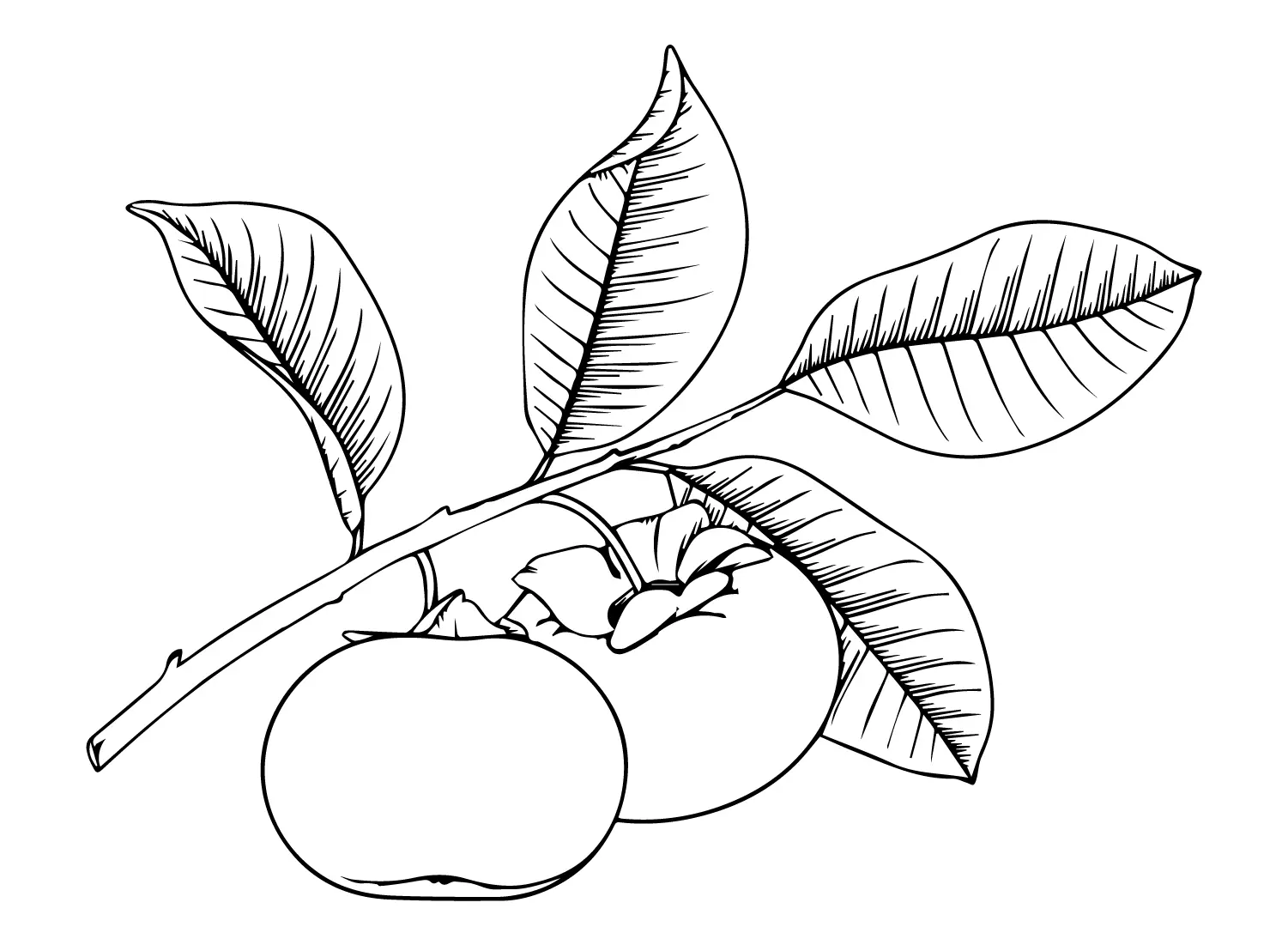 Persimmon Coloring Pages 16