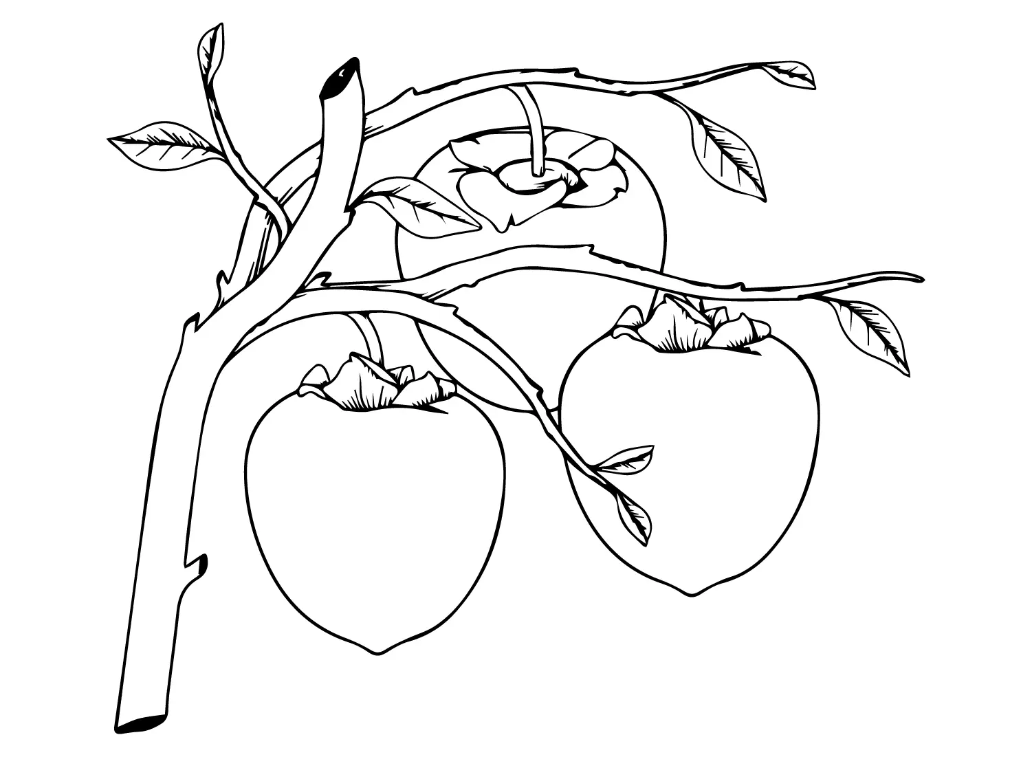 Persimmon Coloring Pages 18