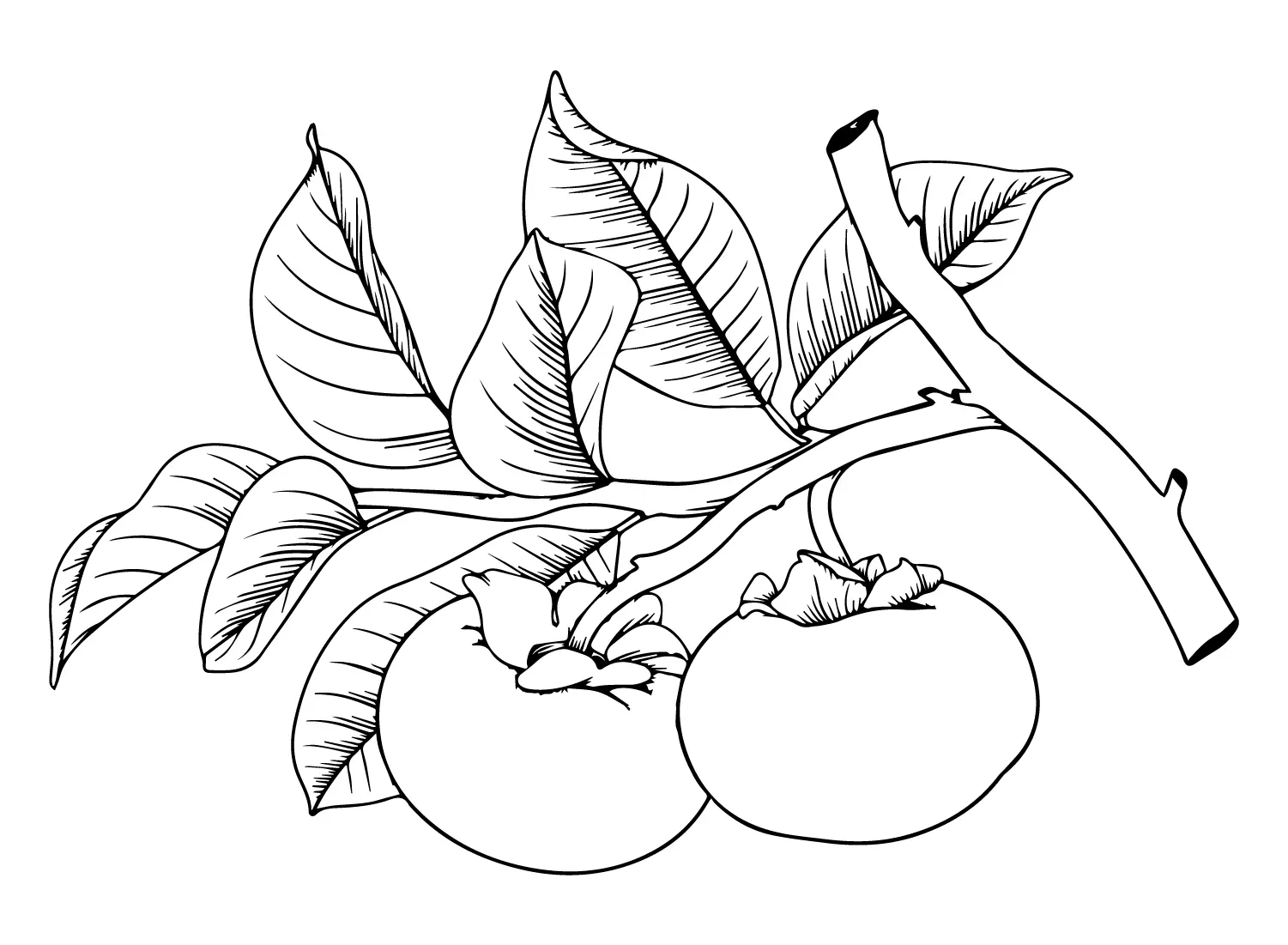 Persimmon Coloring Pages 20