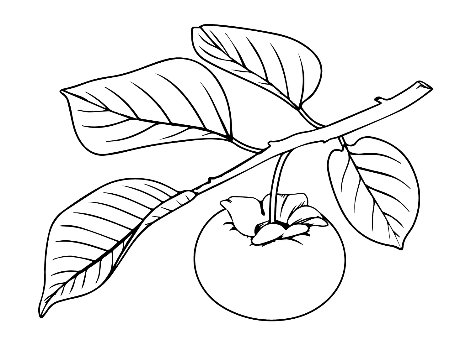 Persimmon Coloring Pages 21