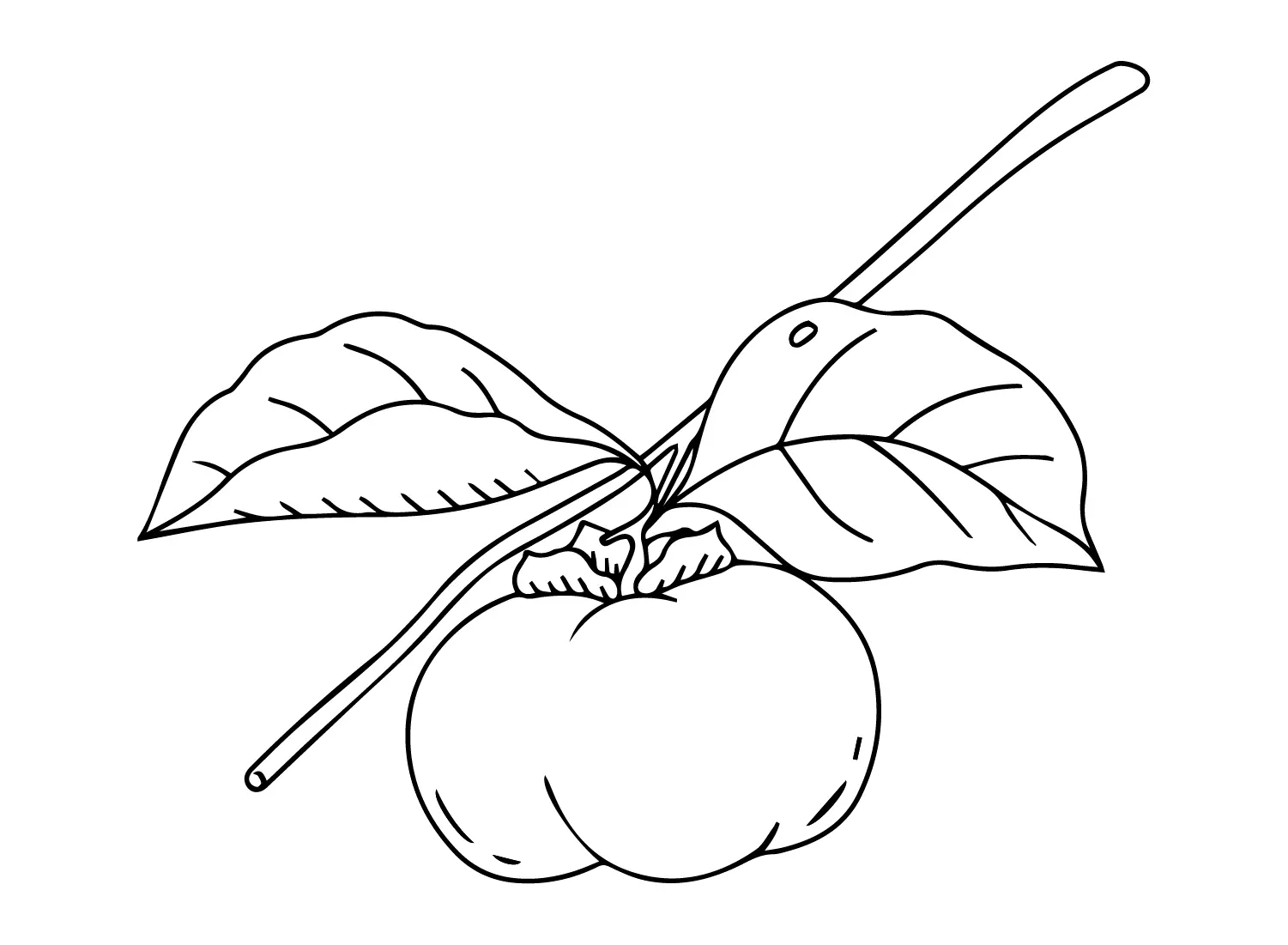 Persimmon Coloring Pages 22