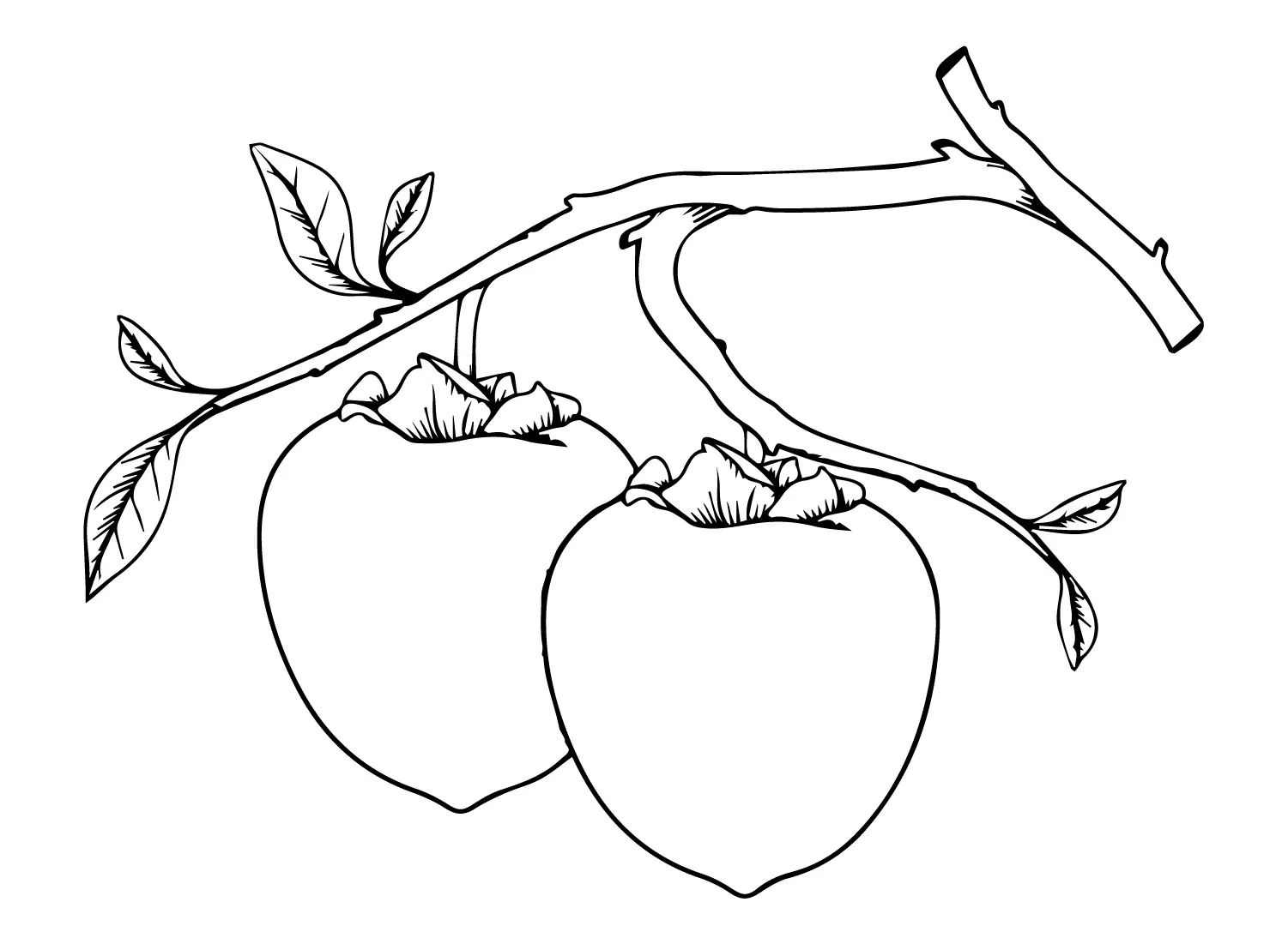 Persimmon Coloring Pages 5