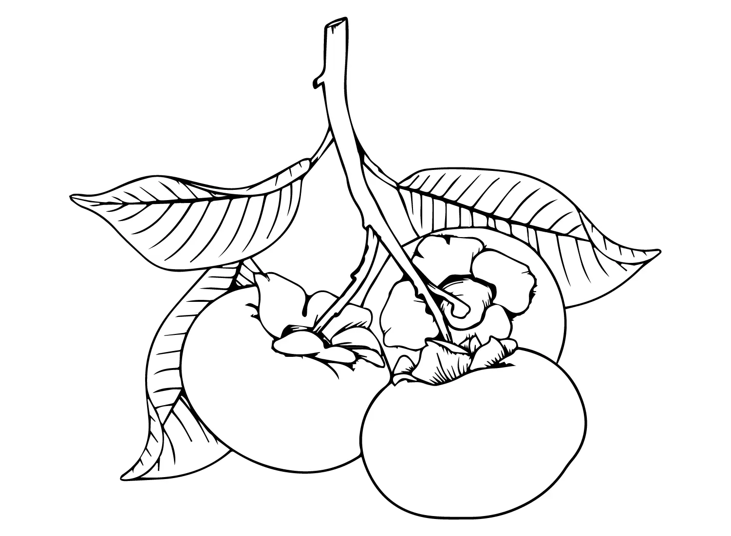 Persimmon Coloring Pages 8
