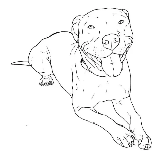 Pitbull Ausmalbilder 1