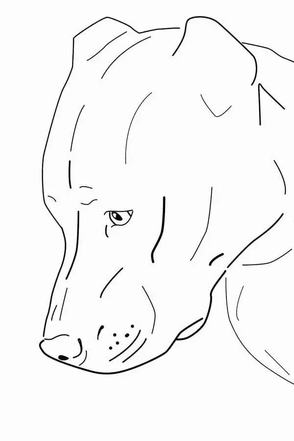 Pitbull Ausmalbilder 11